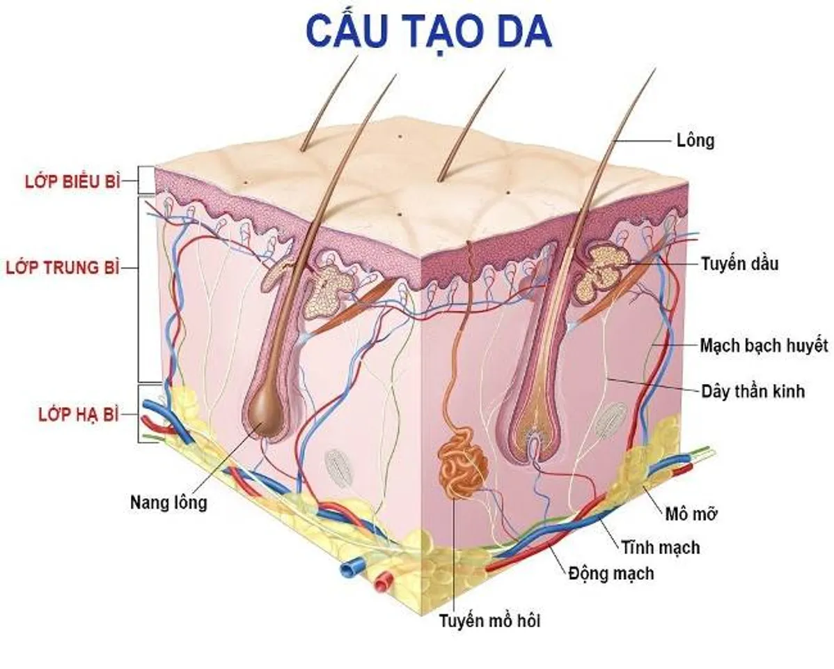 [TOP 10] Kem dưỡng ẩm se khít lỗ chân lông nhanh và hiệu quả nhất