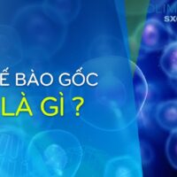 Tế bào gốc Eldas có tác dụng gì ? Dùng tốt không ? Mua ở đâu giá tốt ?